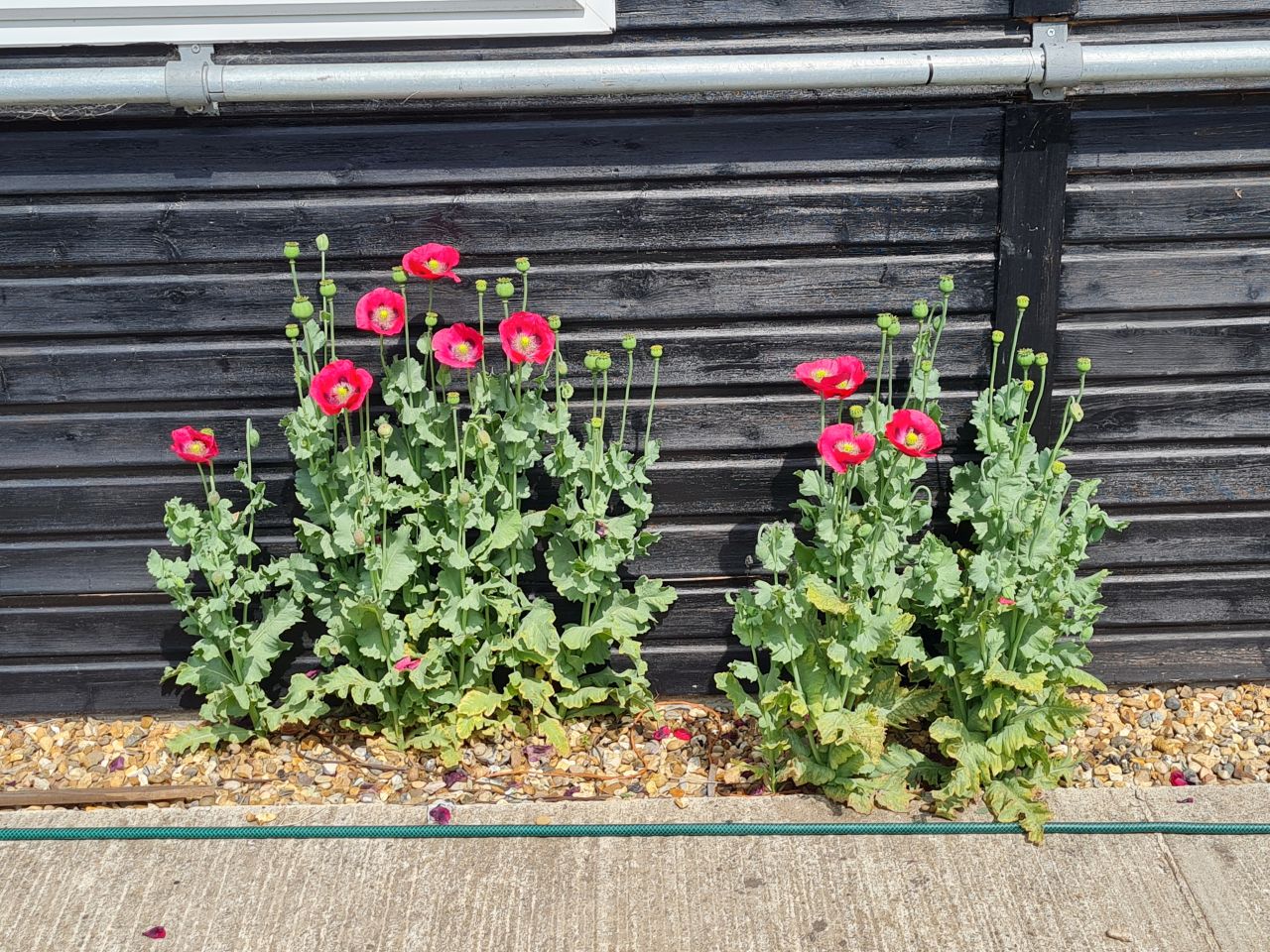 2025 08 Raised Beds